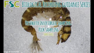 Freshwater Invertebrate Sampling Kick Sampling [upl. by Edaj]