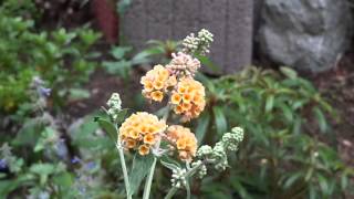 BUDDLEJA SUNGOLD  Schmetterlings Flieder Gelb MAH08832 [upl. by Telracs]