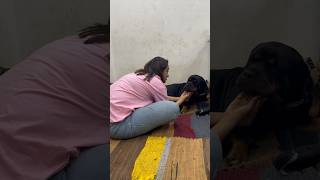 Rottweiler Is Very Sad After Giving Birth To Puppies shorts rottweiler dogs bubzee [upl. by Albie651]