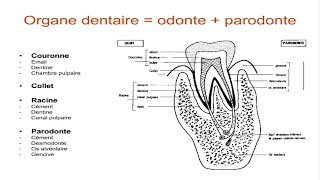 Anatomie dentaire [upl. by Tsnre]