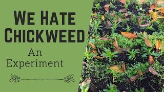 We Hate Chickweed An Experiment [upl. by Llehctim]