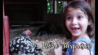 Unbelievable Surprises Await On The Farm Egg Hatching Homesteading Adventure [upl. by Nyrrat]