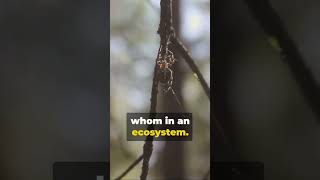 The Intricate Web of Food Chains [upl. by Shugart]