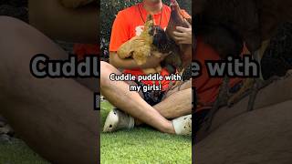 3 chickens Lindsay LoHEN GooseyGirl and Crookshanks cuddle puddle altogether super cute lol [upl. by Warring]