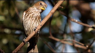 Kenya  lIA analyse le chant des oiseaux pour surveiller les forêts [upl. by Naivart269]