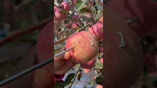 Tool to check the quality of apples at the farm [upl. by Warram]