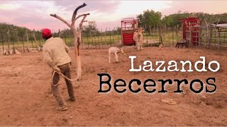 Labor del rancho  Lazando becerros [upl. by Strep292]