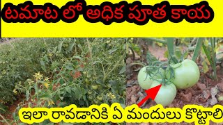 టొమాటో లో అధిక పూత కాయ  syngenta isabion uses in telugu farming agriculture tomato insecticide [upl. by Nahpos829]