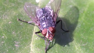 Calliphora vicina the blue bottle fly Its winter December 30 [upl. by Elleuqram]