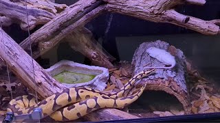 Feeding my Ball Python his first Rat [upl. by Imuya]