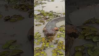 🐍Encuentros con ANACONDAS GIGANTES en el AMAZONAS🐍 shortsvideo amazonas anacondas [upl. by Launame]