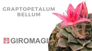 Graptopetalum bellum [upl. by Columbus238]