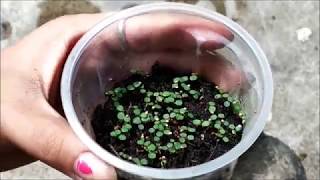 How To Germinate Strawberry Seeds  Germinating Strawberry Seeds At Home  Whimsy Crafter [upl. by Roselane]