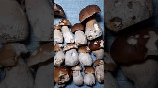 Steinpilz Boletus  Der König der Pilze pilze natur lecker [upl. by Frechette]