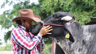 GIROLANDO Ganadería SANTA FÉ Cintalapa Chiapas MX [upl. by Field]