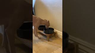 Goofy Dog Drinks Water in Funny Way [upl. by Gipson176]