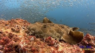 Wobbegong Sharks  SHARK ACADEMY [upl. by Tesler]