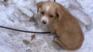 Stray puppy was abandoned in the snow to die shivering all over with a pitiful look in its eyes [upl. by Rockie]