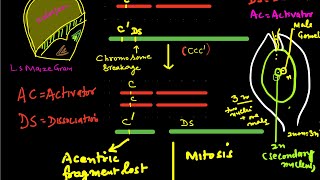 TransposonsTransposable genetic elements [upl. by Belen]