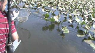 Electroshocking  Electrofishing for Potomac River Snakeheads 4 [upl. by Annmarie]