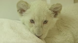 Les lionceaux blancs du zoo d’Amnéville  Météo à la carte [upl. by Neehar]