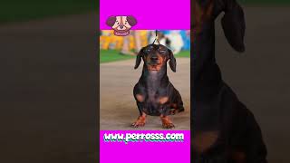 Teckel o Dachshund Descubre el Fascinante Origen del Perro Tejón Alemán [upl. by Byler329]