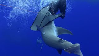 Spearfishing French Polynesia Part 2  quotWhen good sharks go badquot African Spearfishing Diaries [upl. by Ojeillib]