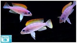 Neolamprologus caudopunctatus Care and Breeding A BlueEyed Beauty [upl. by Oznecniv]