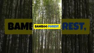 How bamboo grows so fastexplore facts funnyv viralshort shorts garden plants bamboo video [upl. by Arytahs]