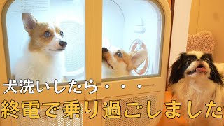 【大切なお知らせ有り】多頭飼いに画期的な犬洗いの方法を試したら愛犬が泥酔おじさんになりました [upl. by Aeikan]