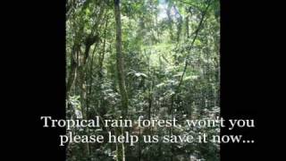 The Rain Forest Song [upl. by Bertrand]