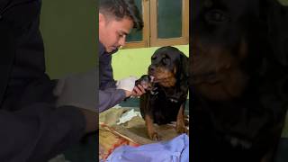 Rottweiler Daisy Ke Daughter ke puppies ho gae 🥰rottweiler puppies newborn [upl. by Betthezel]