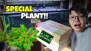 My PLANTS for 4ft AQUARIUM ARRIVED [upl. by Durware]