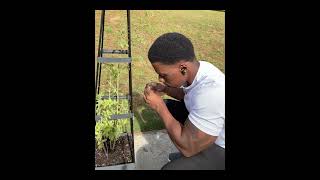 Pruning My Tomato Plants Gardening Is Fun plants tomatoes garden plantlover [upl. by Hadlee]