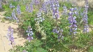 Wild blue lupine propagation [upl. by Sainana272]