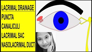 Anatomy of Lacrimal Drainage System  Puncta Canaliculi Sac amp Nasolacrimal Duct [upl. by Matt]