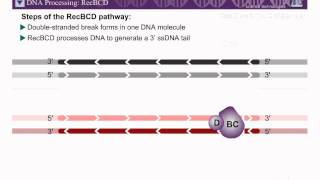 Homologous Recombination Part 1 [upl. by Nebeur]