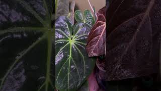 Anthurium ‘Red Crystallinum’ x magnificum x papillilaminum [upl. by Niveb]