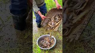 The process of catching loaches in paddy fields [upl. by Neelie]