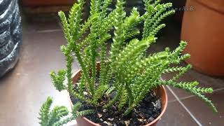 Crassula Muscosa Beautiful [upl. by Keverian]