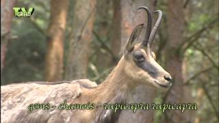 Gems  Chamois with offspring  Rupicapra rupicapra [upl. by Ambros]