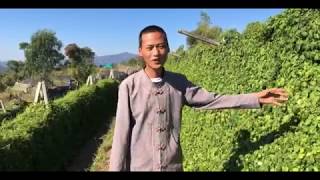 JIAOGULAN TEE BIO  BIOHERBY ECO FARM  2018 [upl. by Price]