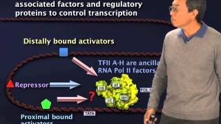 Introduction to Transcription  Robert Tjian BerkeleyHHMI [upl. by Terzas]