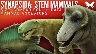 SYNAPSIDS StemMammals Size comparison and data Paleoart [upl. by Izy]