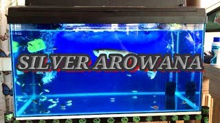 Setup Arowana Tank MALAYSIA  EPISODE 18 [upl. by Arlinda]