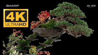 SHARP DEMO 4K HDR 60FPS BONSAI [upl. by Niassuh393]