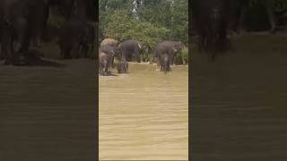 Elephant new video like share comment subscribe kejia please [upl. by Mac]