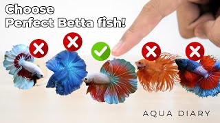 How To Choose A Best Betta Fish [upl. by Inami978]