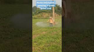 Herbicide spraying in green gram cropfarming annadhaatha [upl. by Latea]