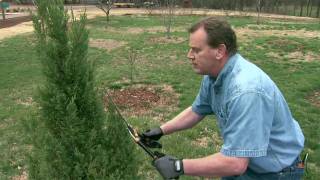 Pruning Evergreens into Formal Shapes [upl. by Omsoc]